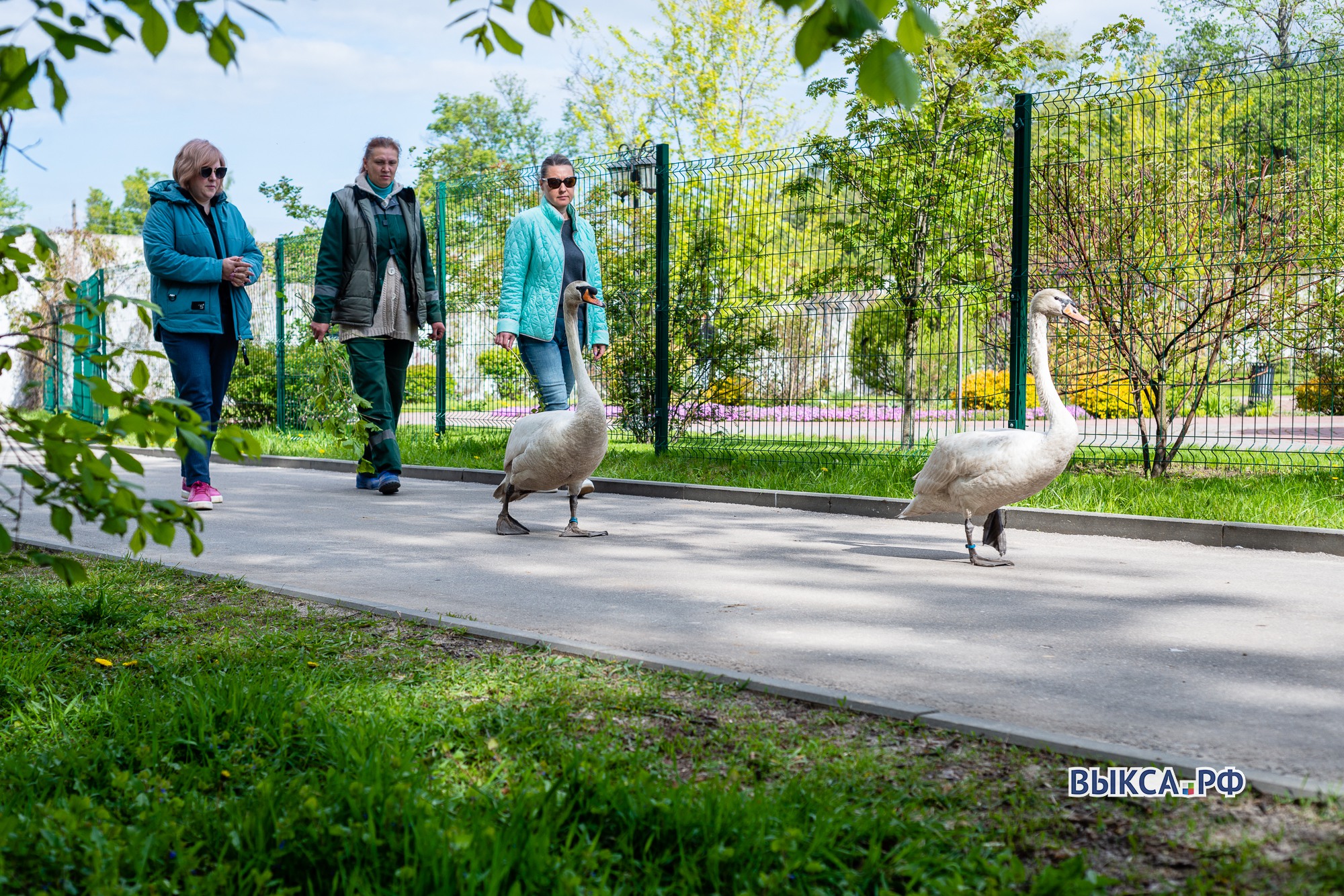 Лебеди вернулись в парк 📸